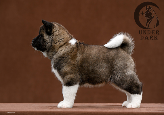 Щенки Американской акиты